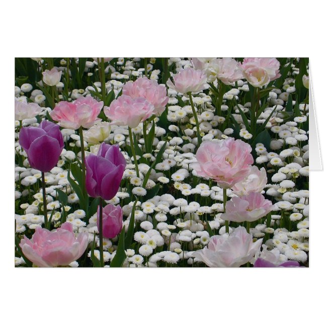 Violeta Entre El Rosa Pálido (Anverso (Horizontal))