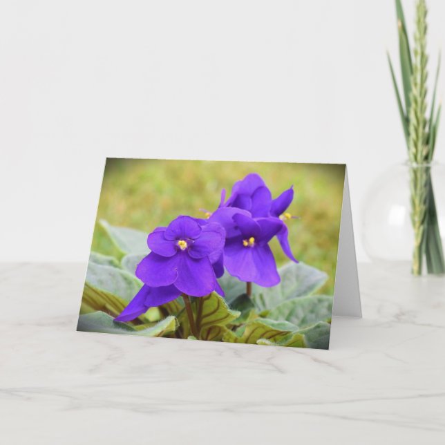 Violeta, tarjeta (Anverso)