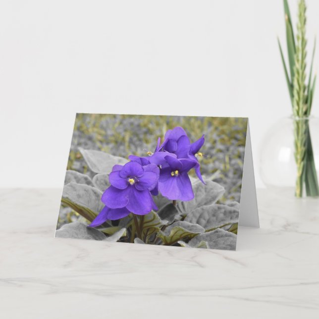 Violeta, tarjeta (Anverso)