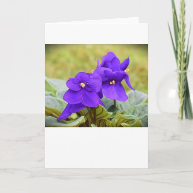 Violeta, tarjeta (Anverso)