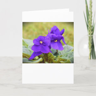 Violeta, tarjeta