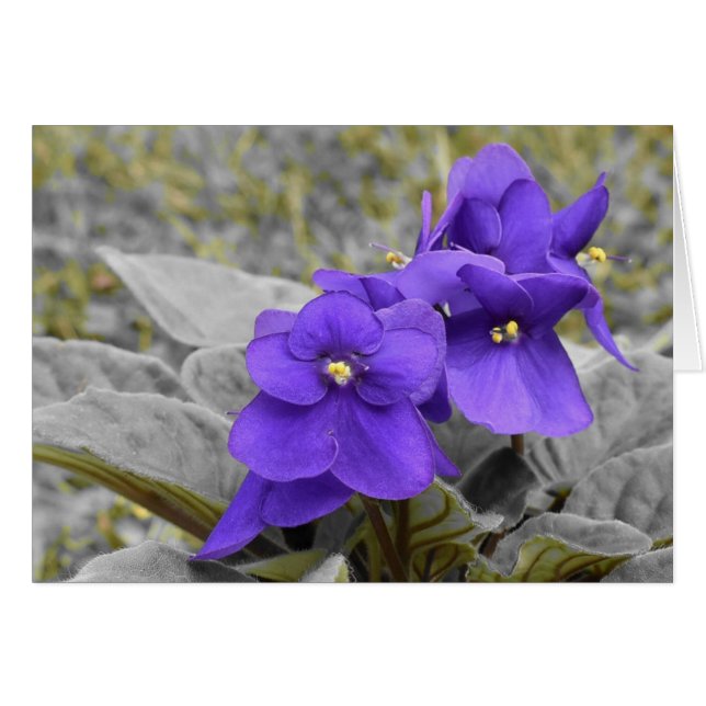 Violetas (Anverso (Horizontal))