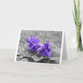 Violetas púrpuras, tarjeta