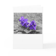 Violetas púrpuras, tarjeta