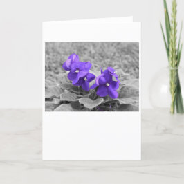 Violetas púrpuras, tarjeta
