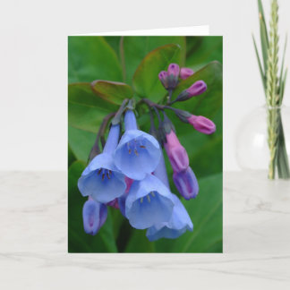 Virginia Bluebells, tarjeta