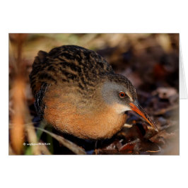 Virginia Rail in the Undercel