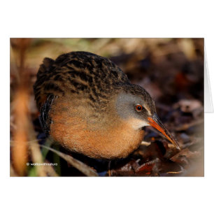 Virginia Rail in the Undercel