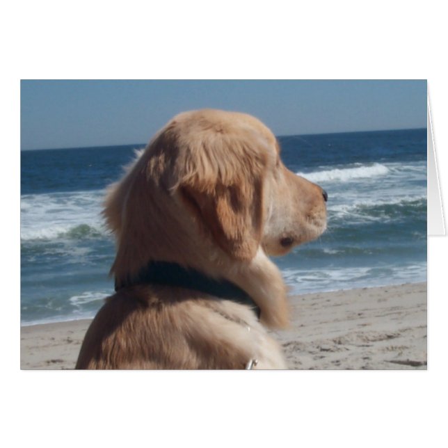 Virrey en la playa (Anverso (Horizontal))