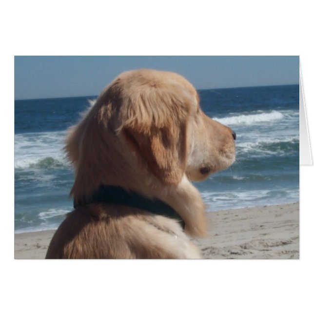 Virrey en la playa (Anverso (Horizontal))