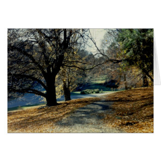 Visión a través de la arboleda de la haya