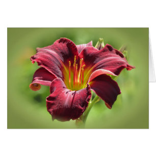 Visión de Terciopelo - Ed Murray Daylily