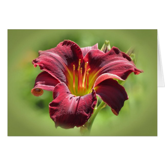 Visión de Terciopelo - Ed Murray Daylily (Anverso (Horizontal))