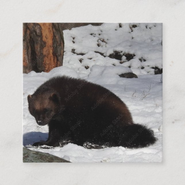 Visita Cuadrada Tarjeta de presentación (Anverso)