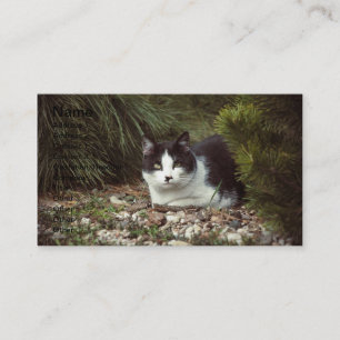 Visita Gato de Shorthair - Tarjeta de negocios