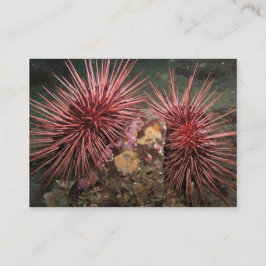 Visita Par de Urchins gigantes del Mar Rojo - Tarjeta de