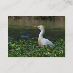 Visita Tarjeta de la foto del ATC del Egret de ganado