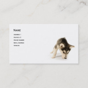 Visita Tarjeta de perfil Husky Puppy
