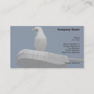 Visita Tarjeta de perfil Seagull Yawning