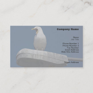 Visita Tarjeta de perfil Seagull Yawning