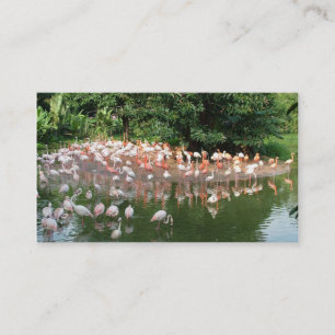 Visita tarjeta de presentación de bandada de flamencos na