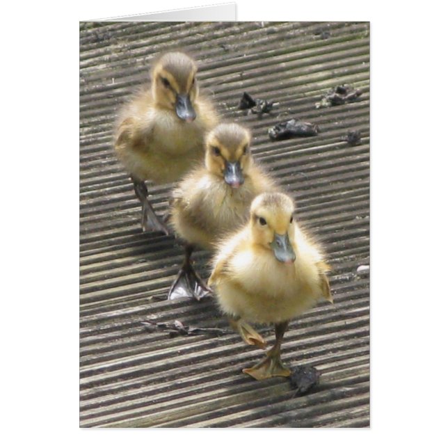 Visitantes del pato (Frente)