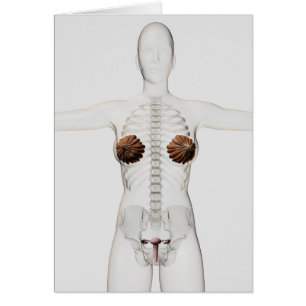 Vista 3D Del Sistema Reproductivo Femenino