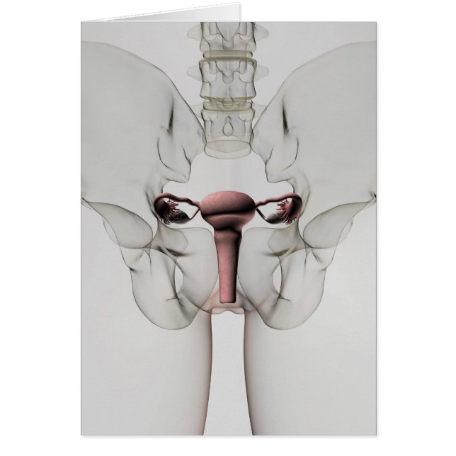 Vista 3D Del Sistema Reproductivo Femenino (Frente)