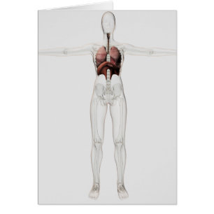 Vista 3D Del Sistema Respiratorio Femenino