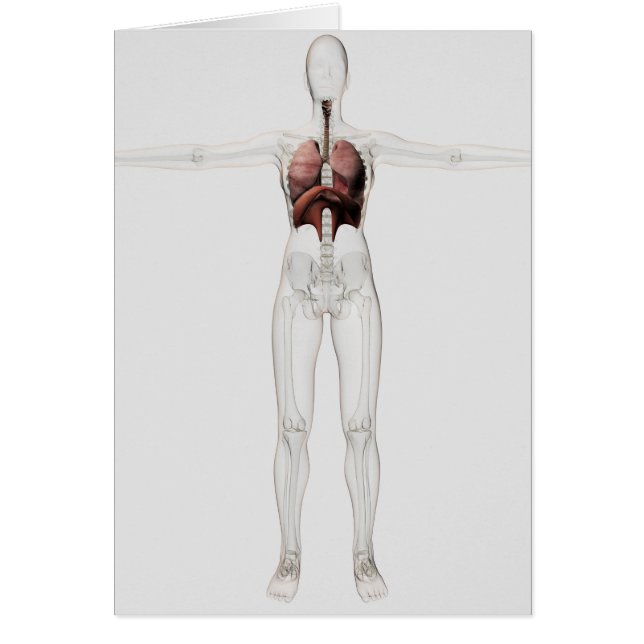 Vista 3D Del Sistema Respiratorio Femenino (Frente)