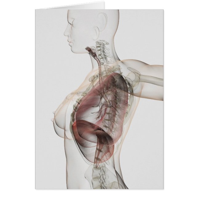Vista 3D Del Sistema Respiratorio Femenino 2 (Frente)
