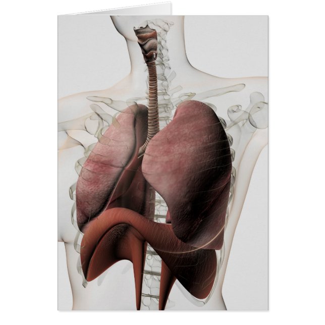 Vista 3D Del Sistema Respiratorio Femenino 3 (Frente)