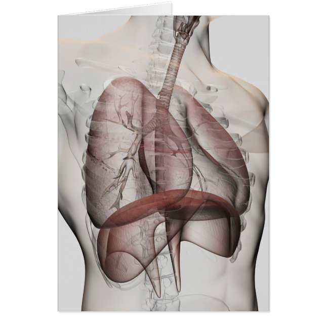 Vista 3D Del Sistema Respiratorio Masculino (Frente)