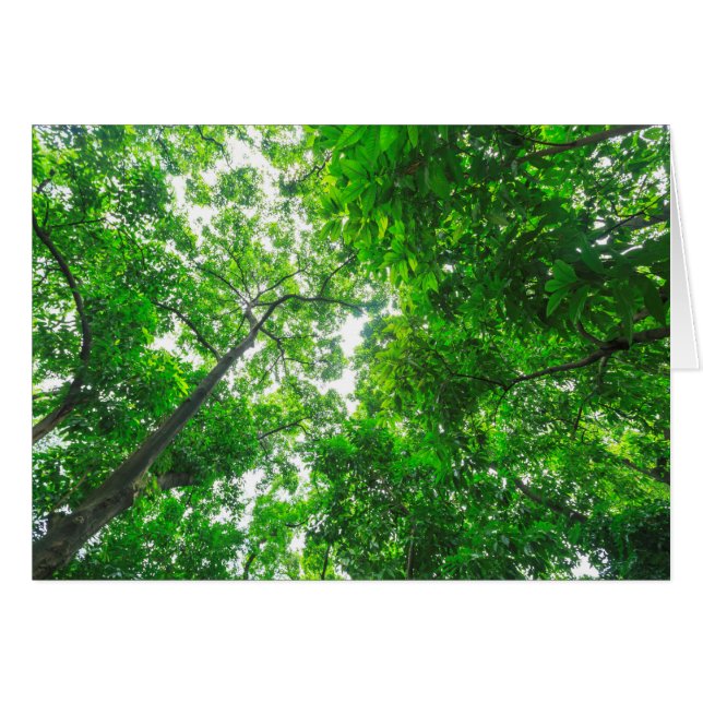 Vista ascendente de árboles (Anverso (Horizontal))