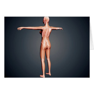 Vista Atrás Del Cuerpo Femenino Con Sistema Esquel