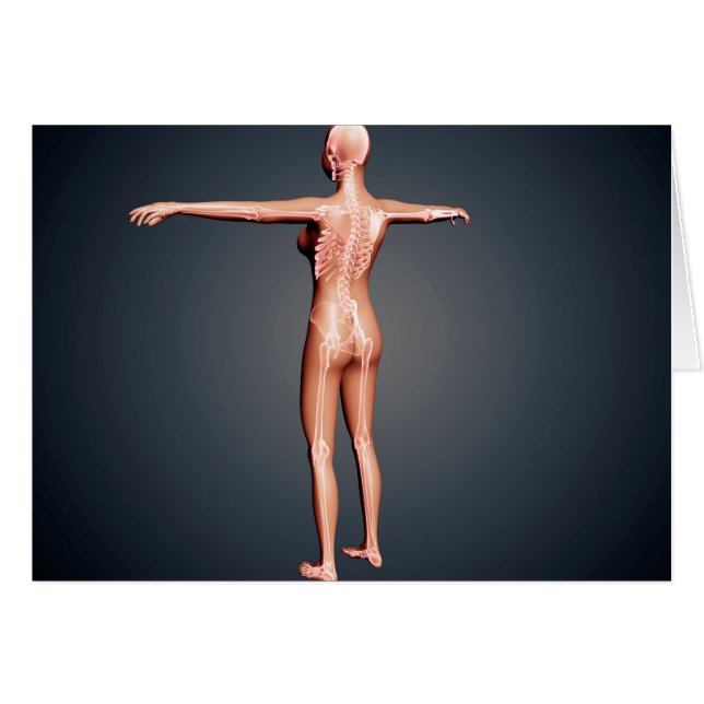 Vista Atrás Del Cuerpo Femenino Con Sistema Esquel (Anverso (Horizontal))