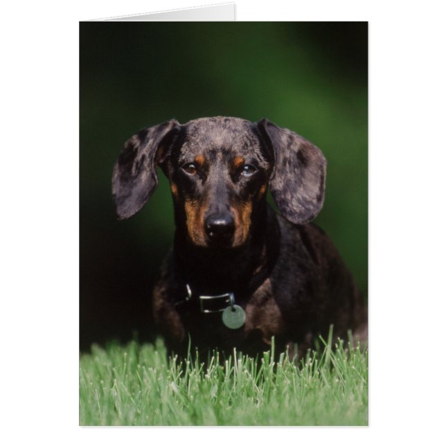 Vista de Dachshund moteado (Frente)