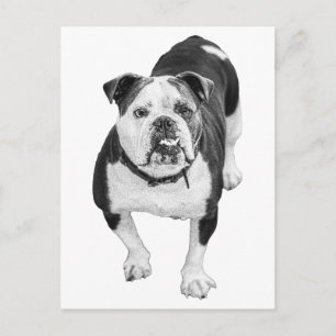 Vista de hoja perenne, postal de bulldog