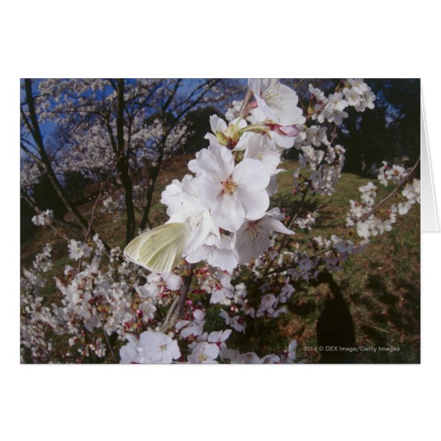 Vista de la mariposa en flor (Anverso (Horizontal))