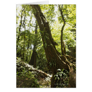 vista de la selva tropical, Dominica