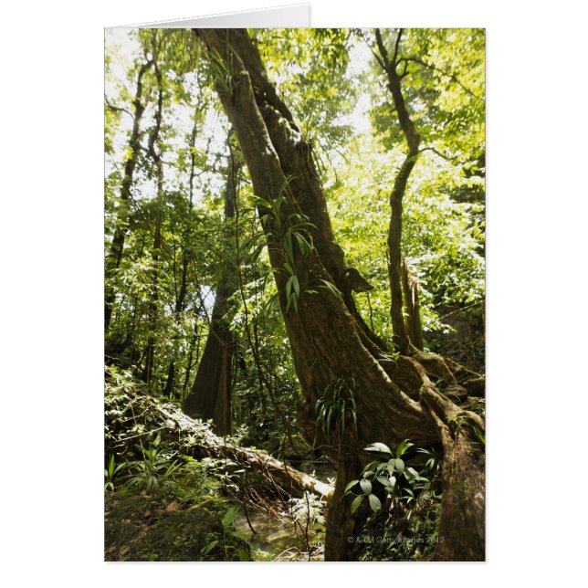 vista de la selva tropical, Dominica (Frente)