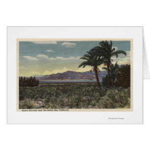 Vista de las fechas en crecimiento cerca del mar d