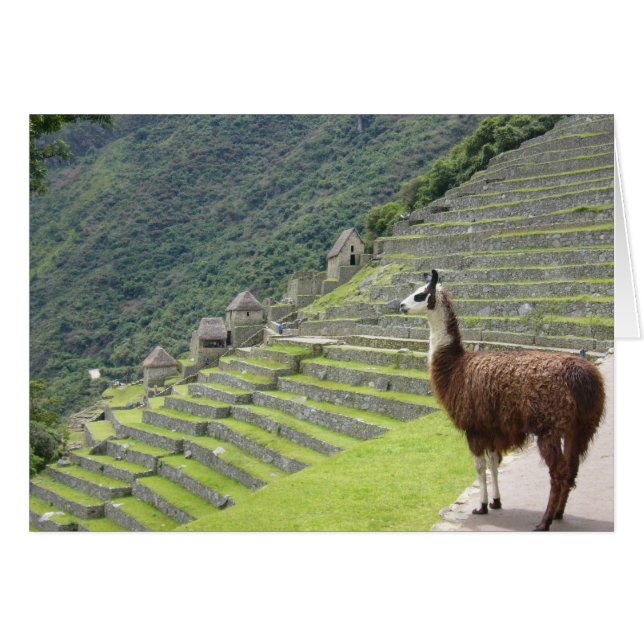 vista de llama de machu (Anverso (Horizontal))