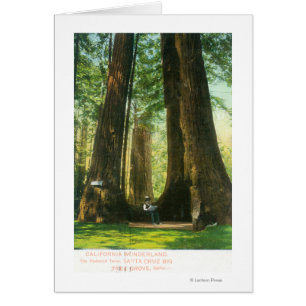 Vista de los gemelos Redwood en Big Tree Grove