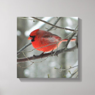 Vista de ojos de pájaro (cardenal) Lienzo envuelto