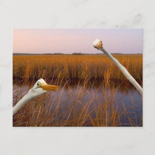 "Vista de ojos de pájaros" - postal (Anverso)