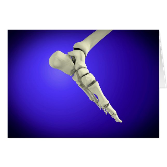 Vista De Rayos X De Pie Humano 2 (Anverso (Horizontal))