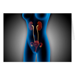 Vista De Rayos X Del Cuerpo Femenino Con Reproducc