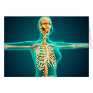 Vista De Rayos X Del Cuerpo Superior Femenino Que