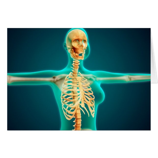 Vista De Rayos X Del Cuerpo Superior Femenino Que  (Anverso (Horizontal))